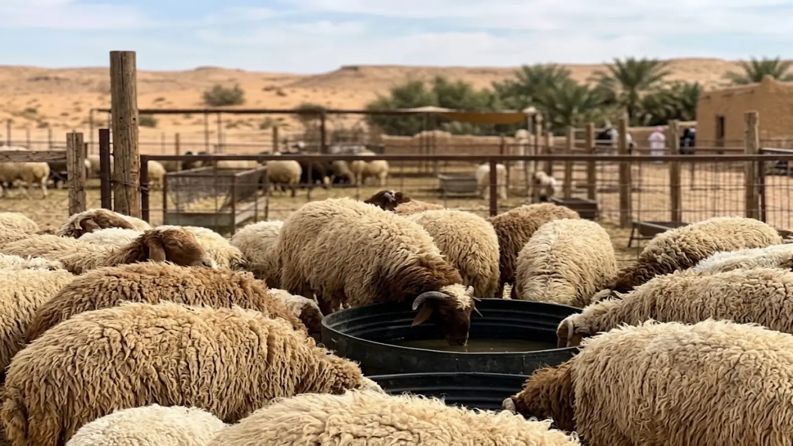 صور الحلال من مقر الزياد