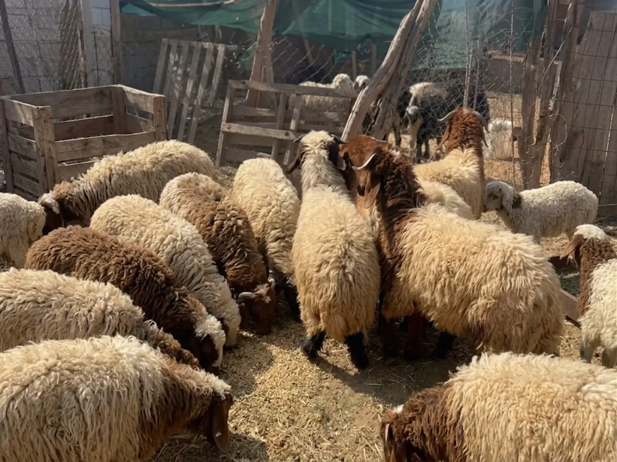 نعيمي بلدي - أطيب الذبائح