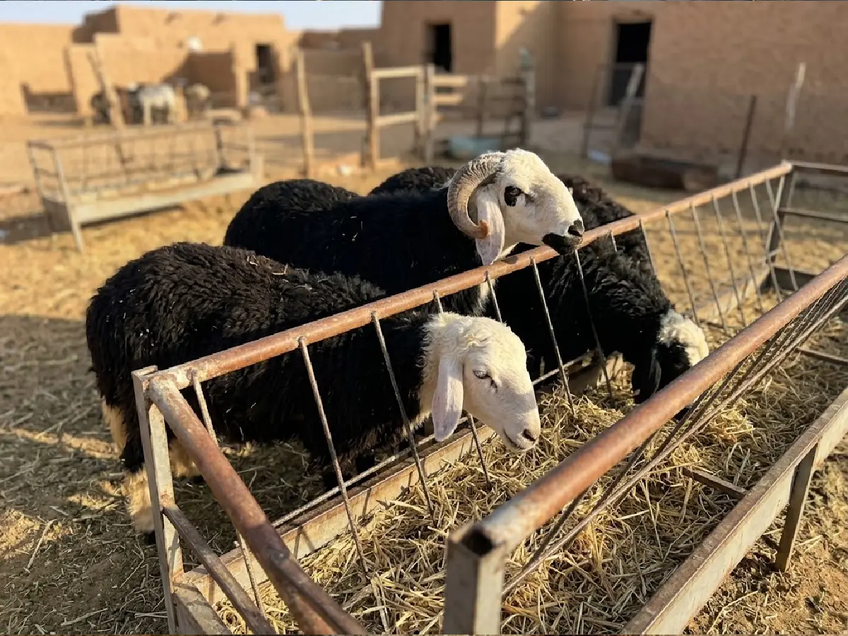 نجدي فاخر - أطيب الذبائح