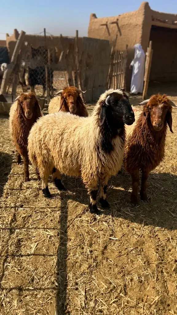 نظرة اخرى عن طريق فيدوا للحلال