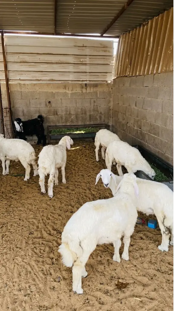 فيدوا يظهر الحلال في المرعى